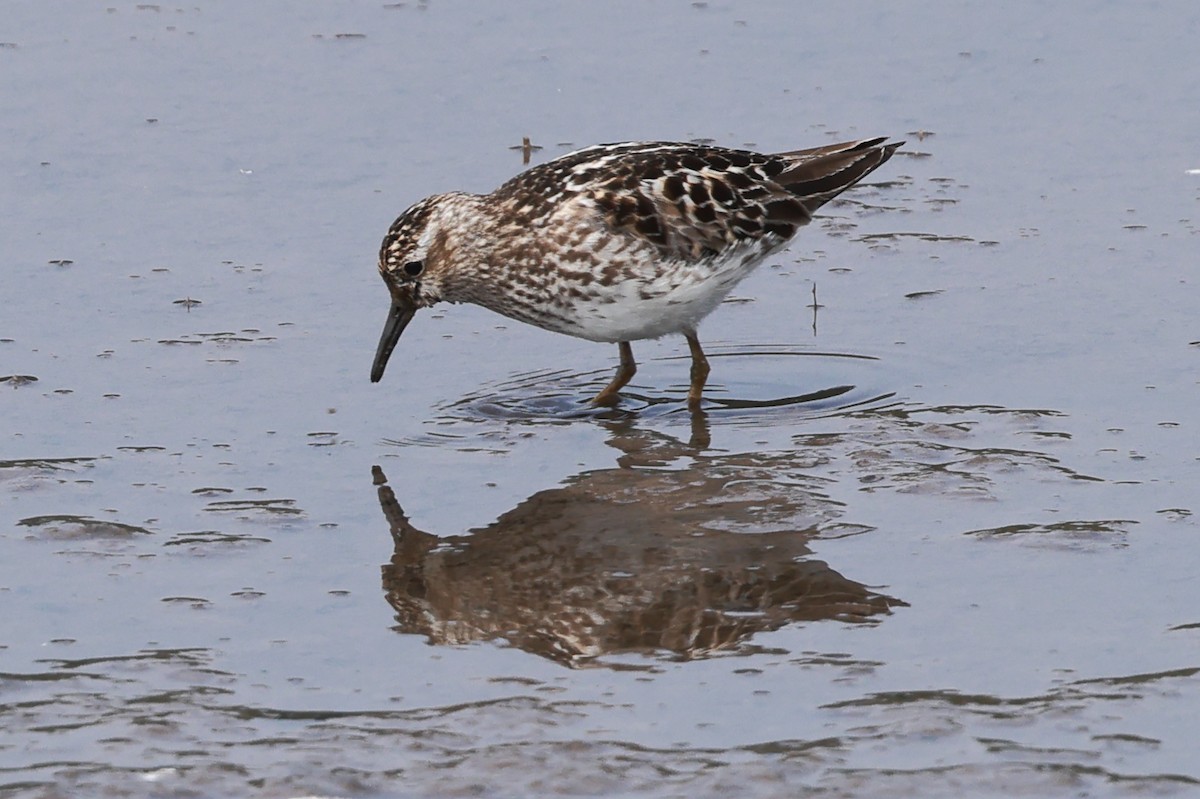 Semipalmated Sandpiper - ML621456406