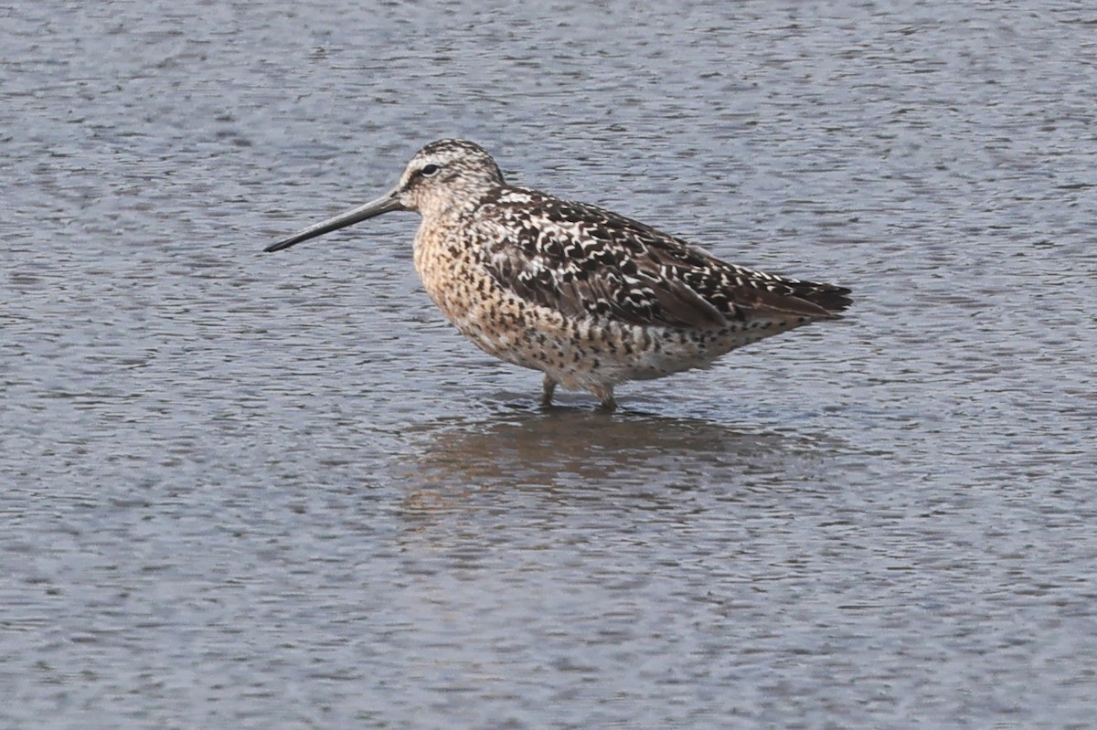 Short-billed Dowitcher - ML621456419