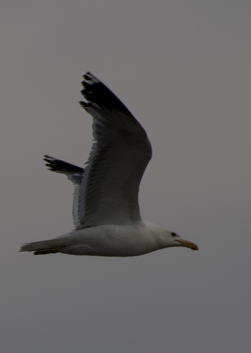 California Gull - ML621456434