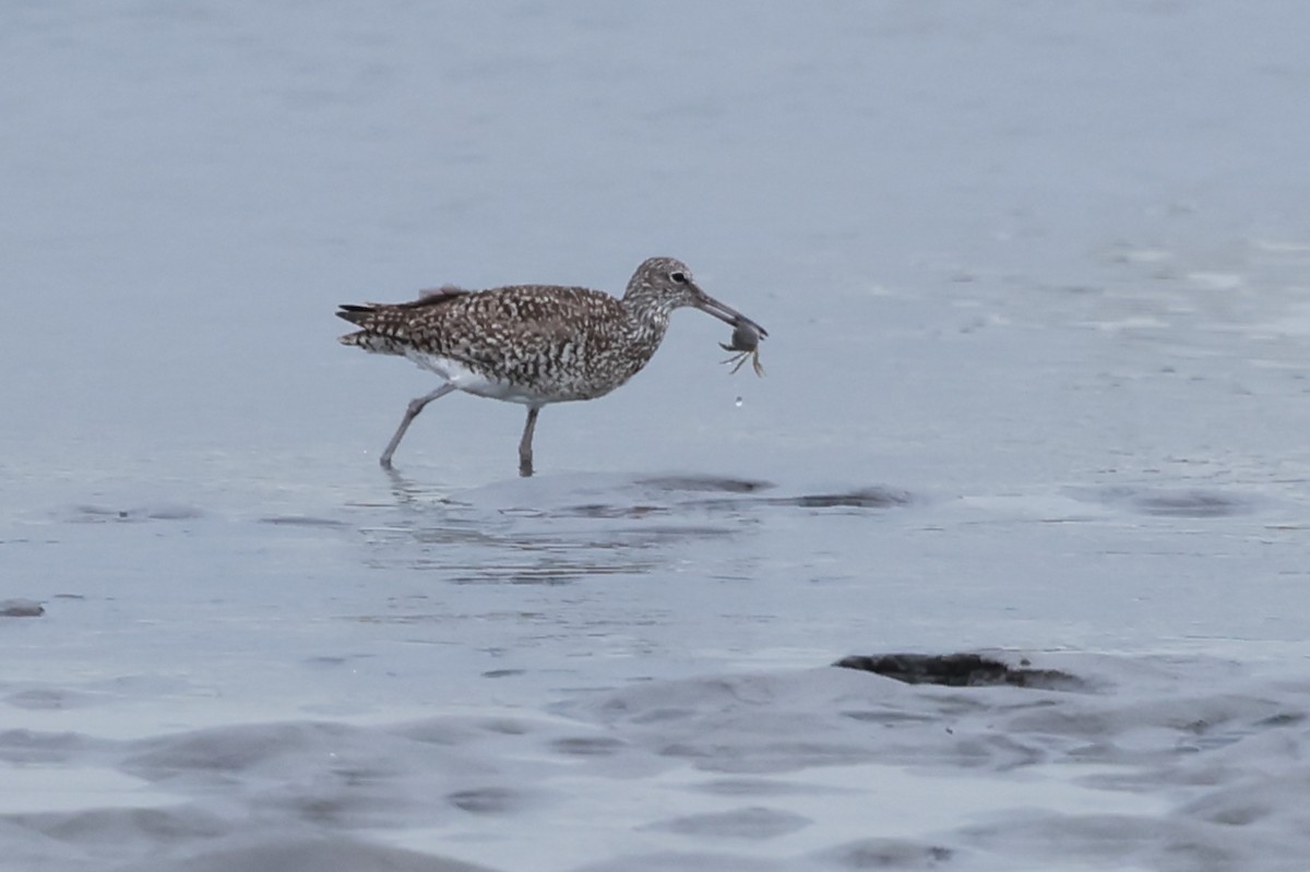 Willet (Eastern) - ML621456459