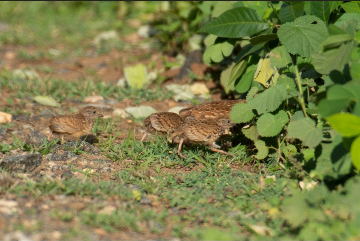 Barred Buttonquail - ML621456463