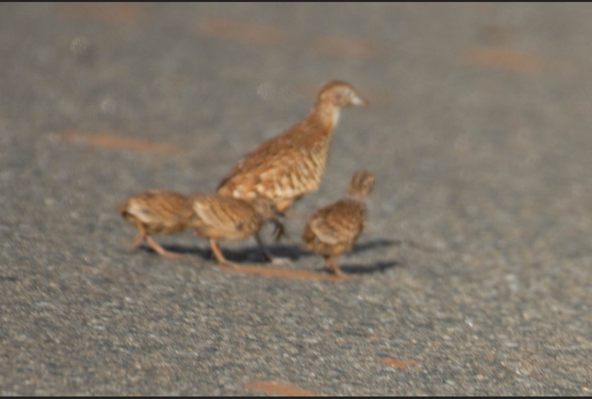 Barred Buttonquail - ML621456464