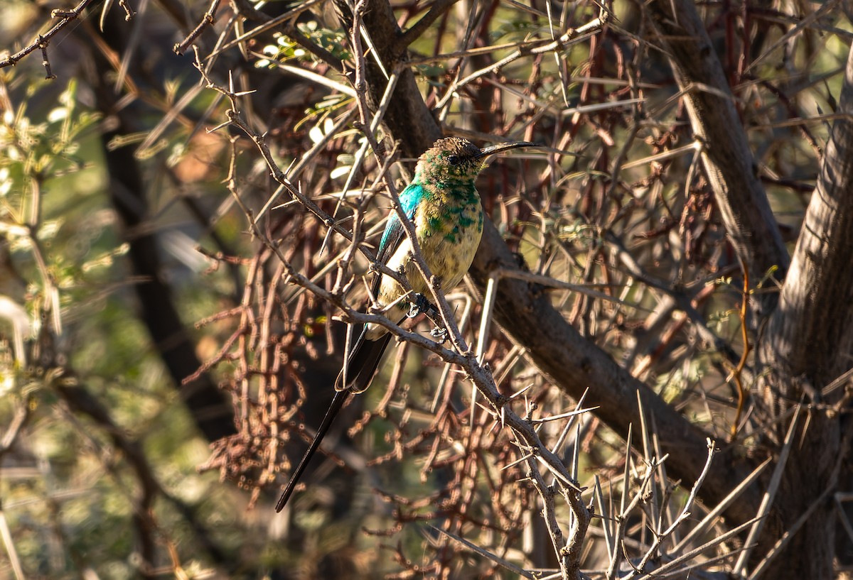 Malachite Sunbird - ML621456487