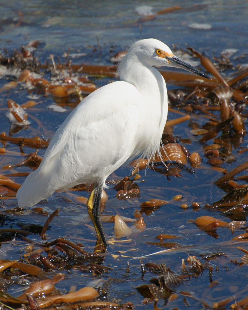 Snowy Egret - Michael Rieser