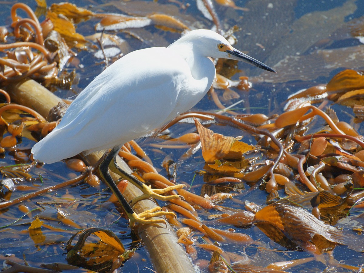 Snowy Egret - ML621456505