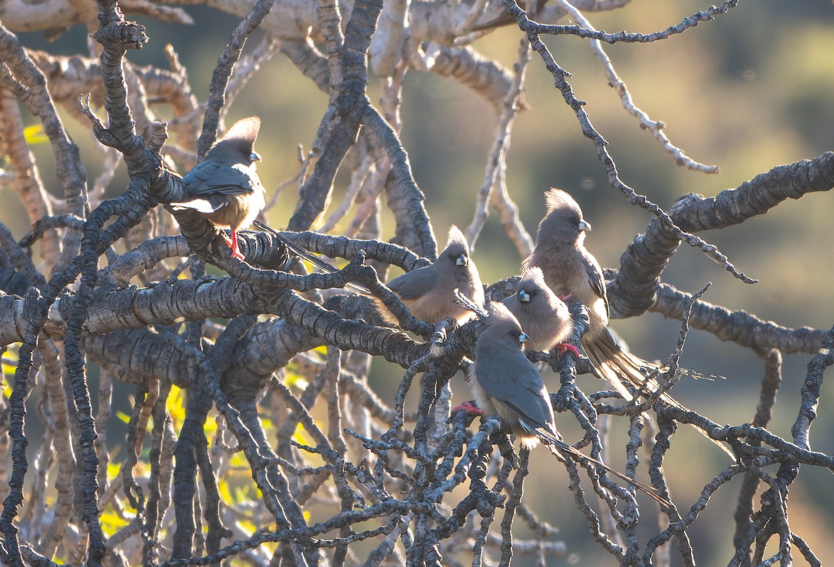 eBird Checklist - 25 Jun 2024 - R355 Karoo to R356 Junction - 20 species