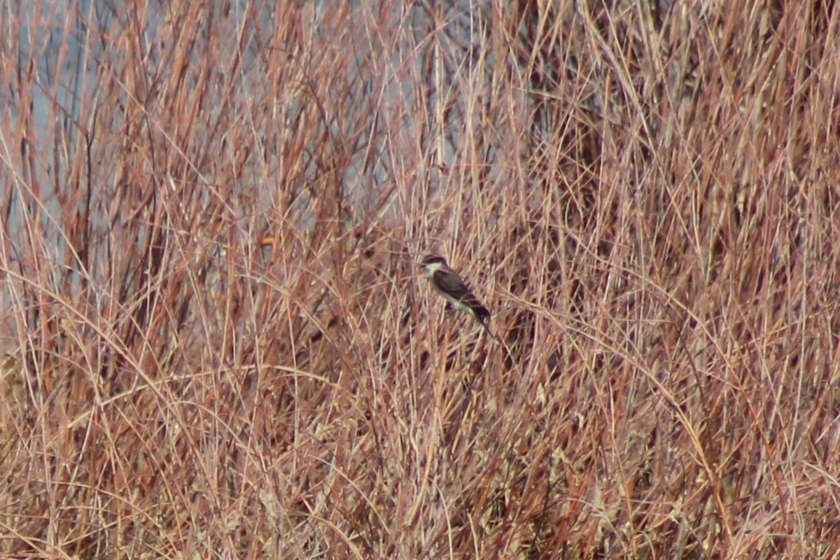 Eastern Kingbird - ML621456515