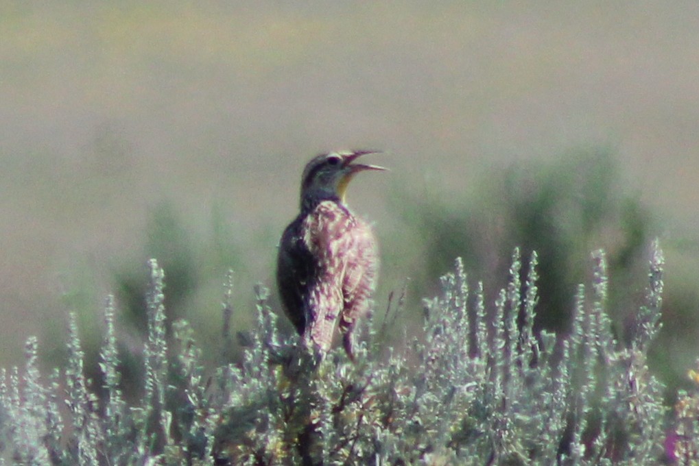 Western Meadowlark - ML621456573