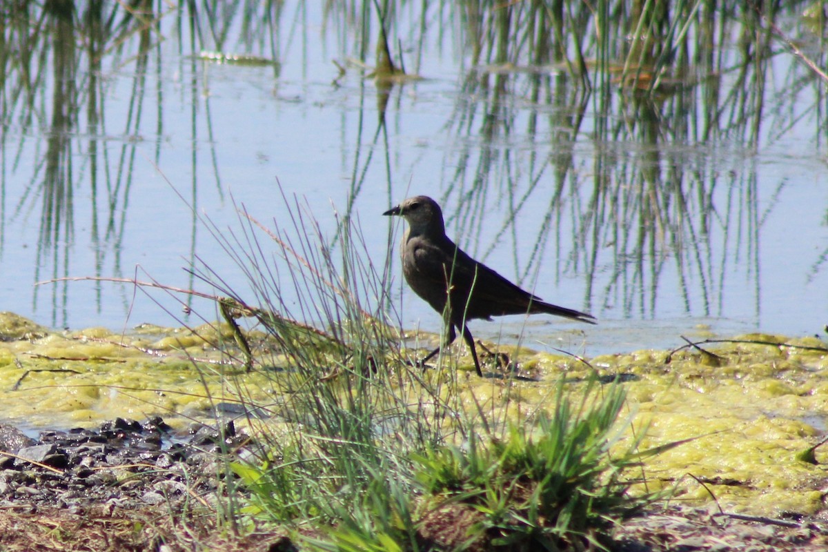 Brewer's Blackbird - ML621456587