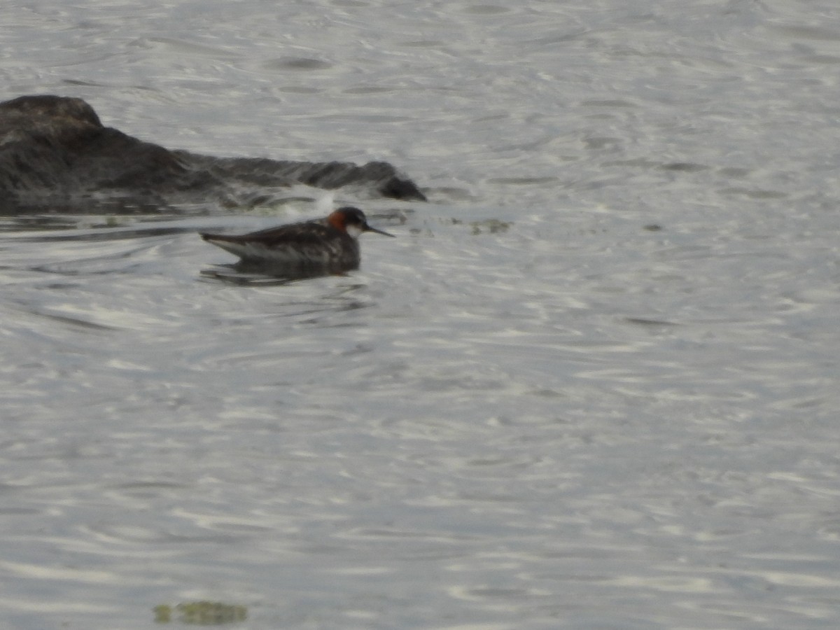 Red-necked Phalarope - ML621456623