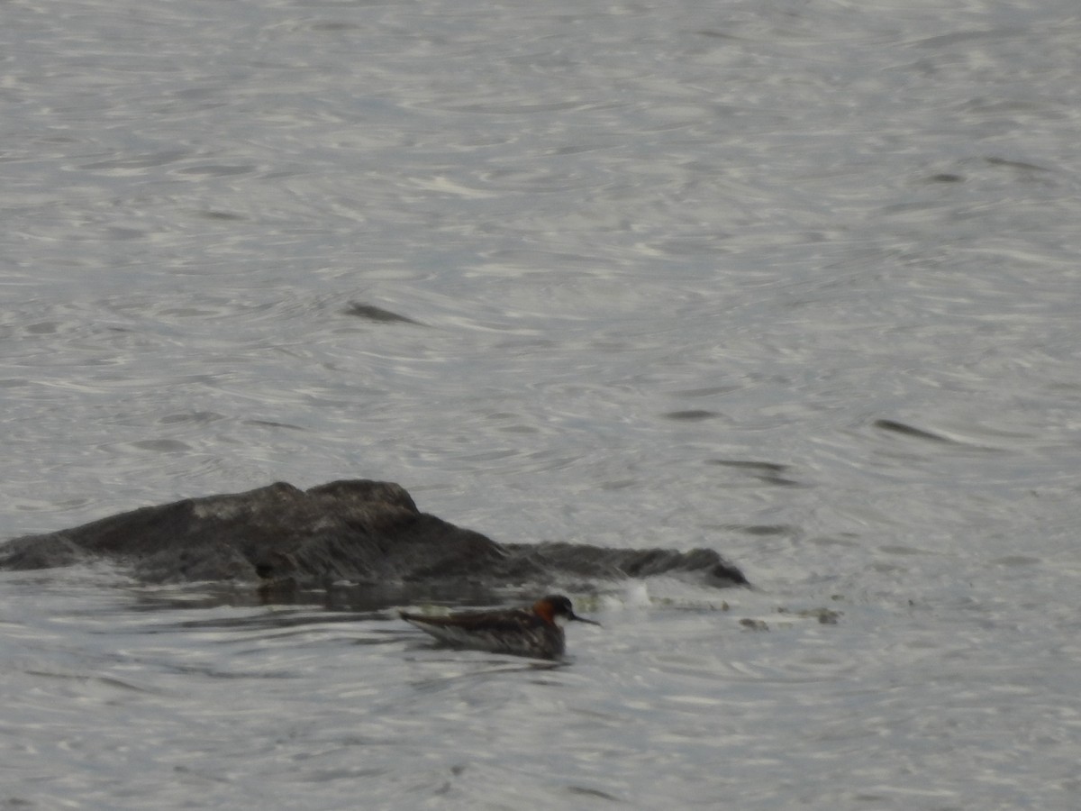 Red-necked Phalarope - ML621456624