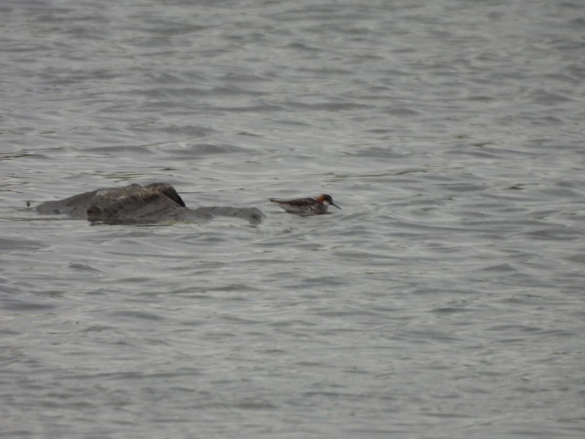 Red-necked Phalarope - ML621456625