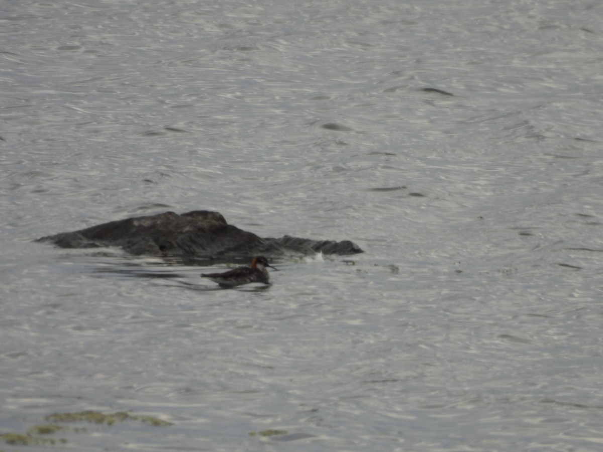 Red-necked Phalarope - ML621456626