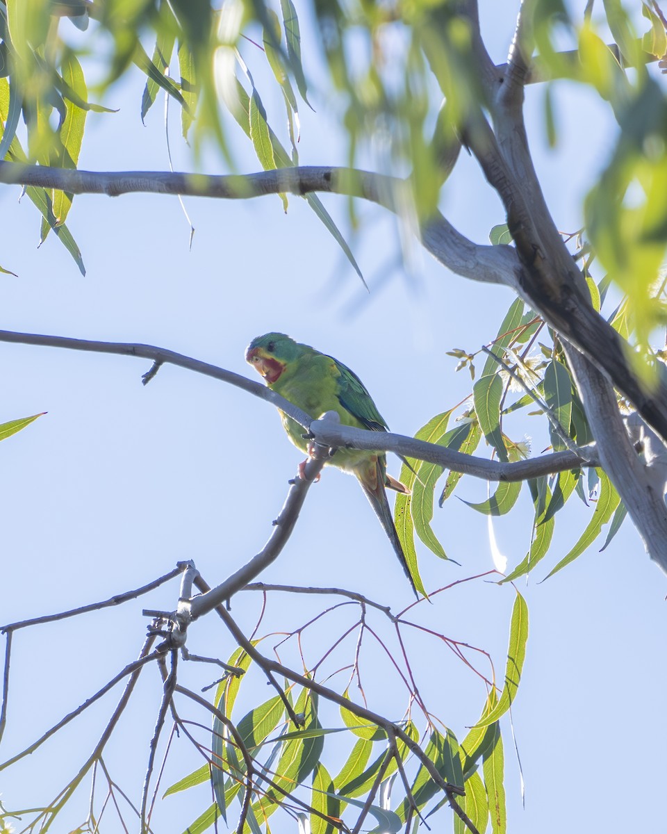 Swift Parrot - ML621456630