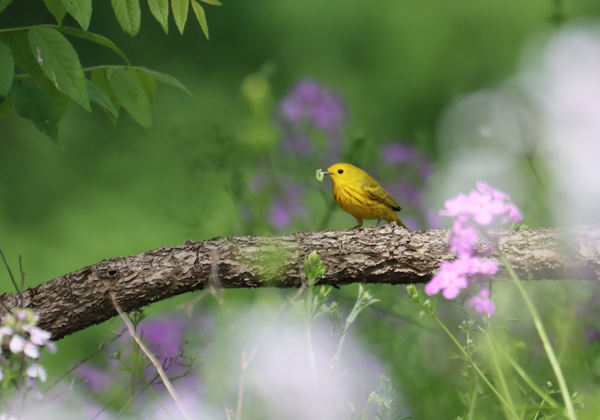Yellow Warbler - ML621456632
