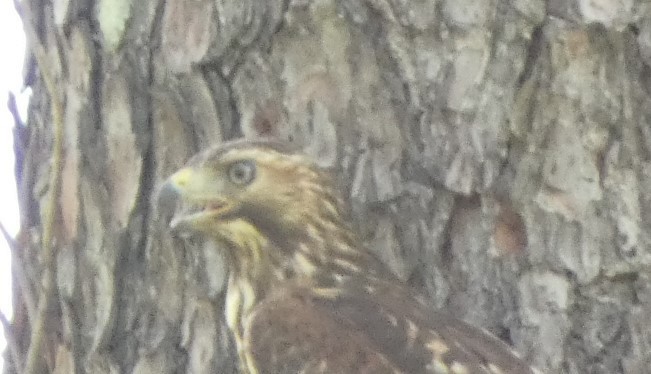 Buteo sp. - ML621456643