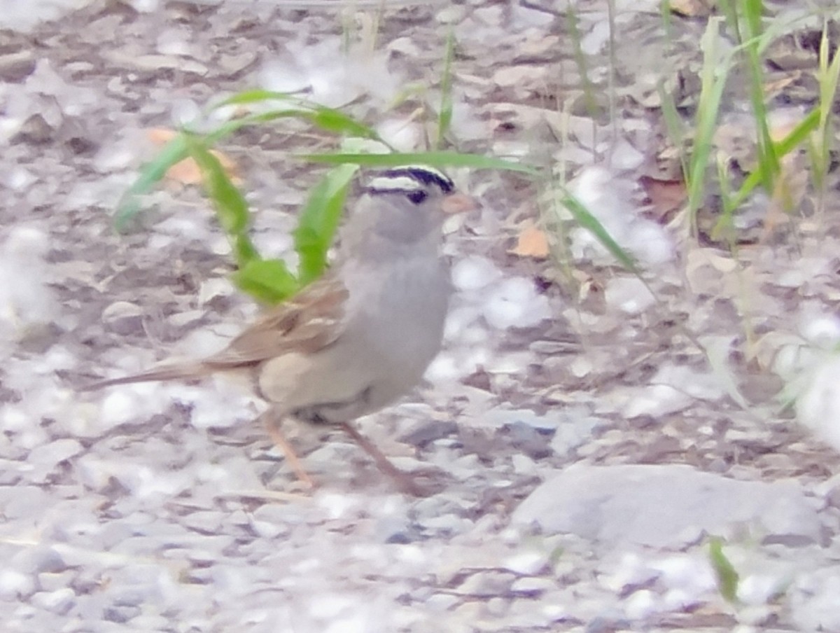White-crowned Sparrow - ML621456662