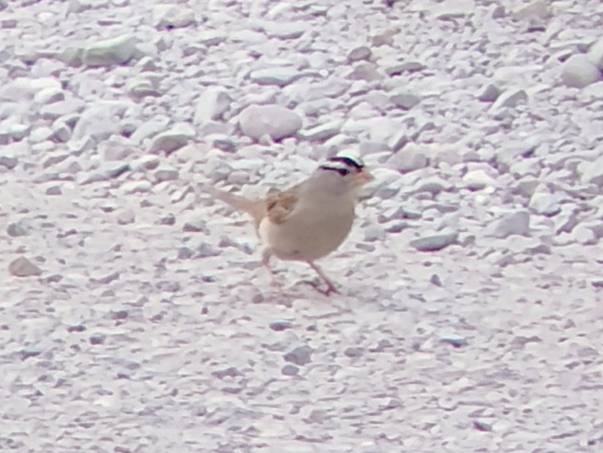 White-crowned Sparrow - ML621456663