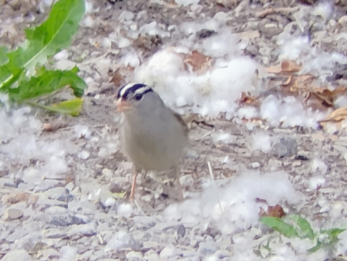 White-crowned Sparrow - ML621456664