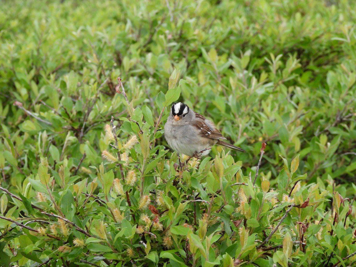 White-crowned Sparrow - ML621456677