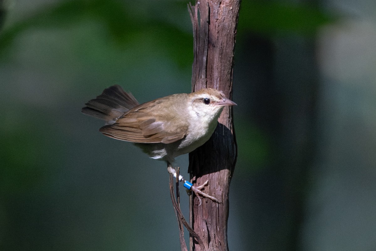 Swainson's Warbler - ML621456756