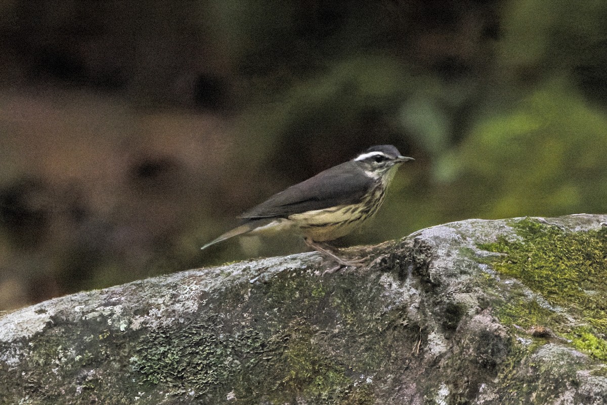 lesňáček potoční - ML621456776