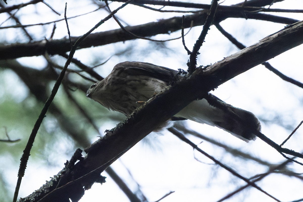 jestřáb americký - ML621456782