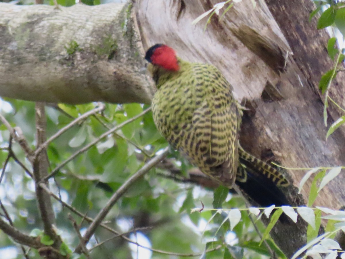 Green-barred Woodpecker - ML621456863