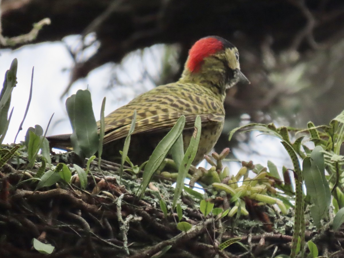 Green-barred Woodpecker - ML621456865