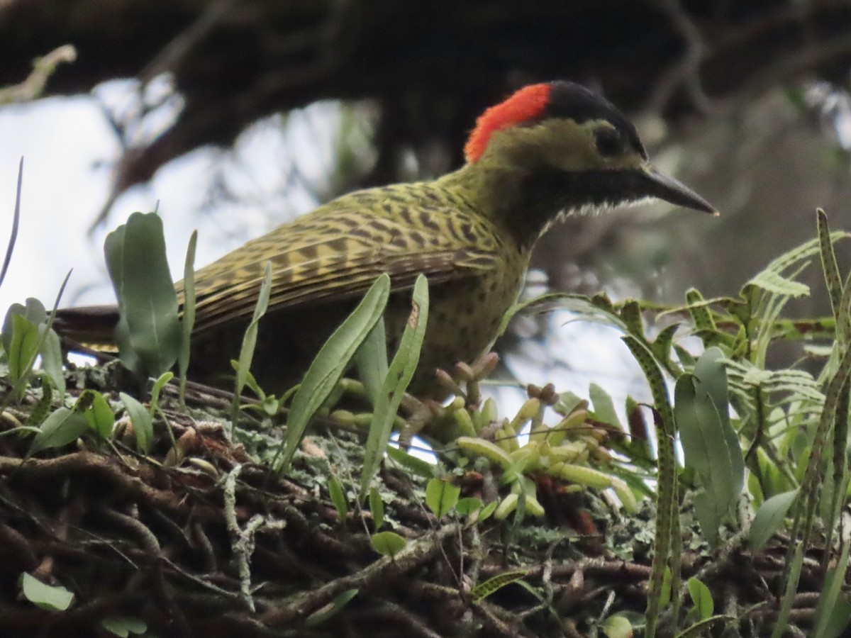 Green-barred Woodpecker - ML621456866