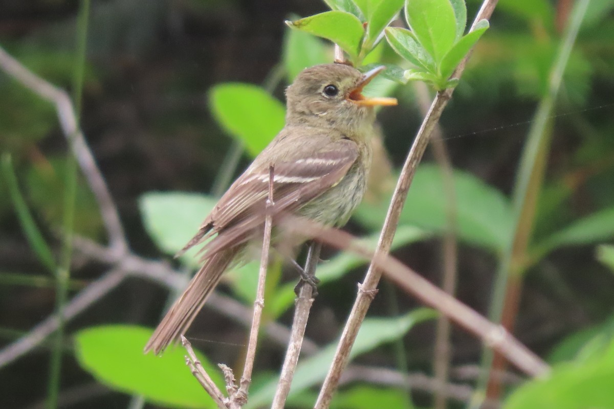 Western Flycatcher (Pacific-slope) - ML621456881