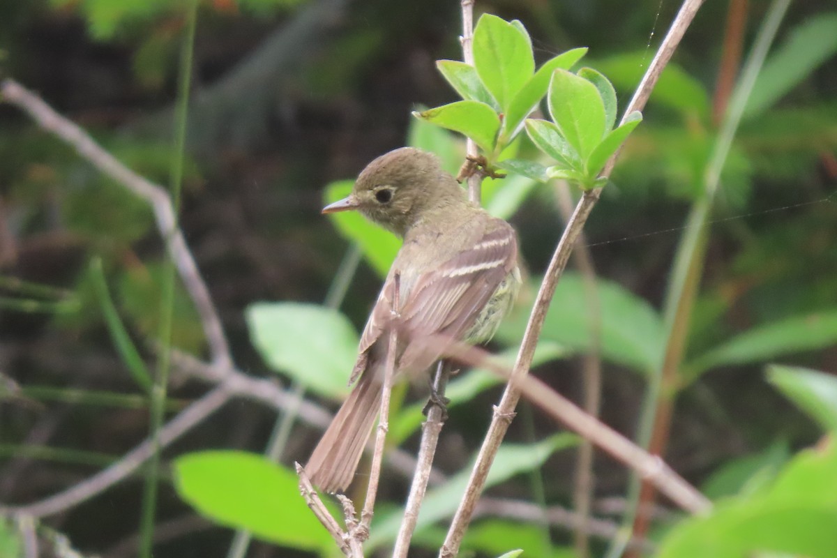Western Flycatcher (Pacific-slope) - ML621456882