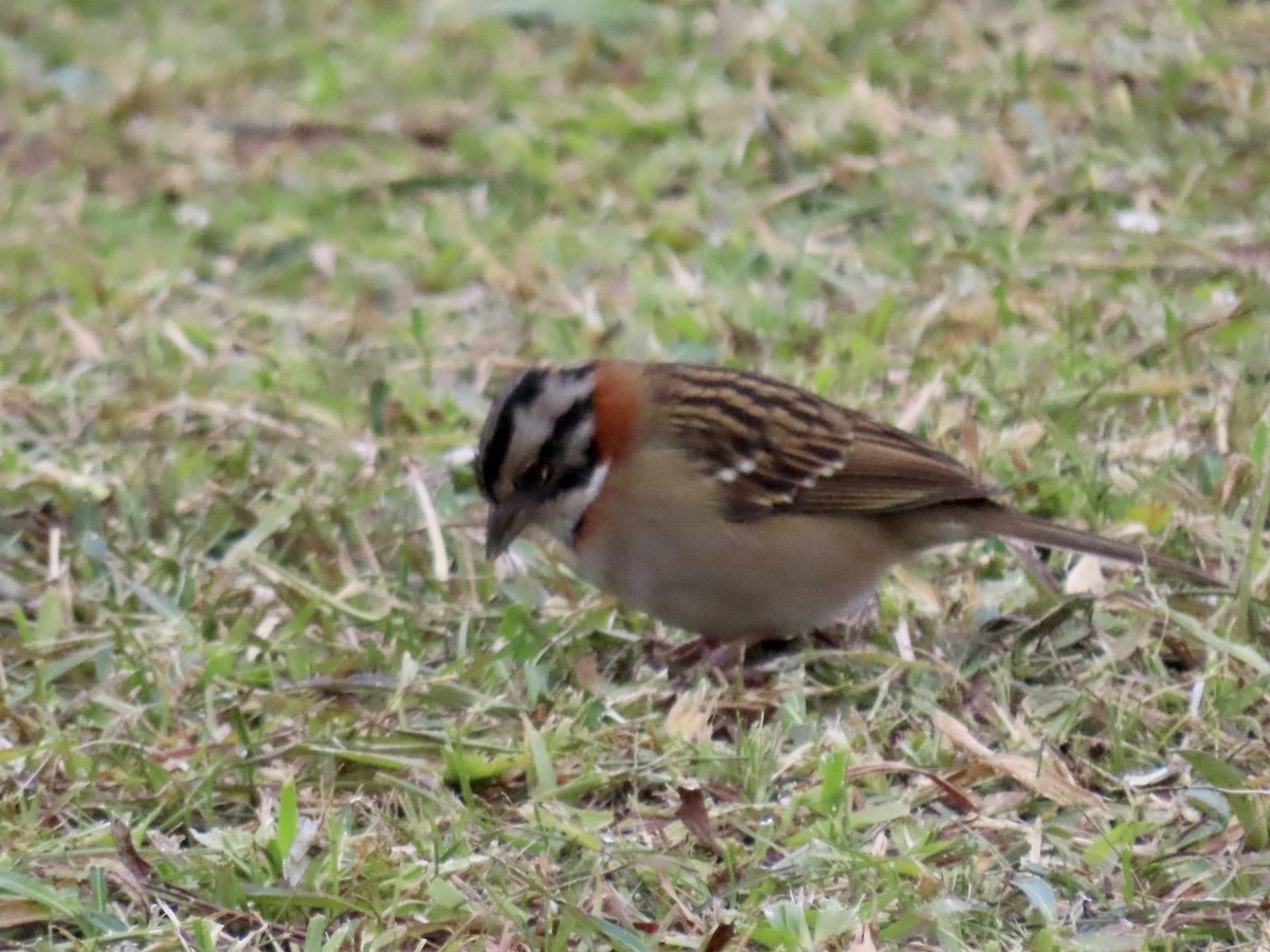 Rufous-collared Sparrow - ML621456887