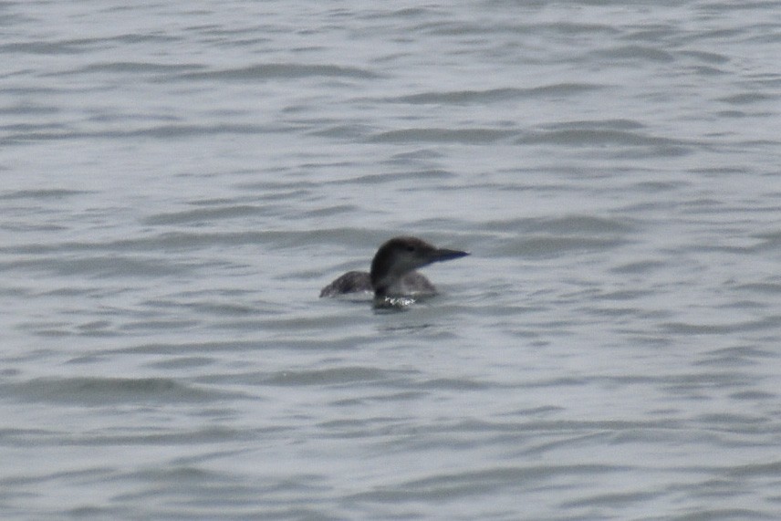 Common Loon - ML621456953