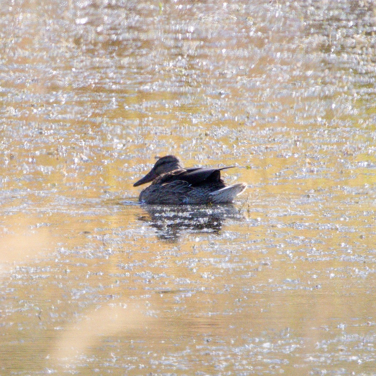 Northern Shoveler - Eric Peterson