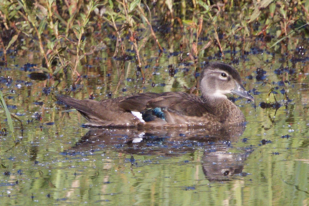 Canard branchu - ML621457013