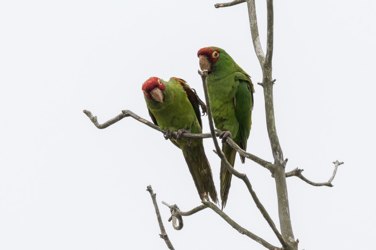 Guayaquil Papağanı - ML621457029