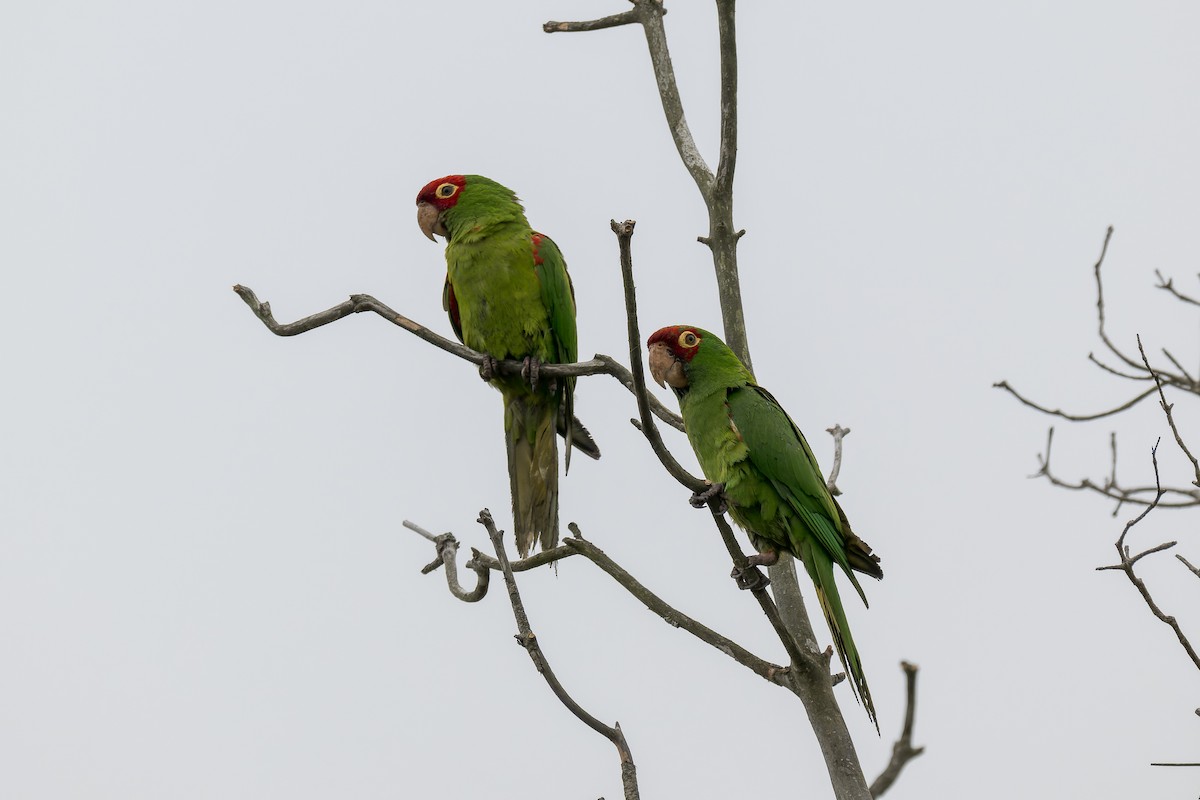 Guayaquil Papağanı - ML621457030