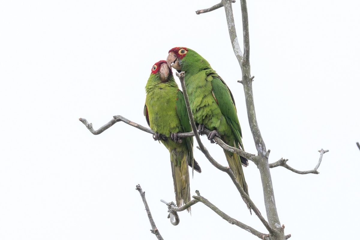 Guayaquil Papağanı - ML621457031