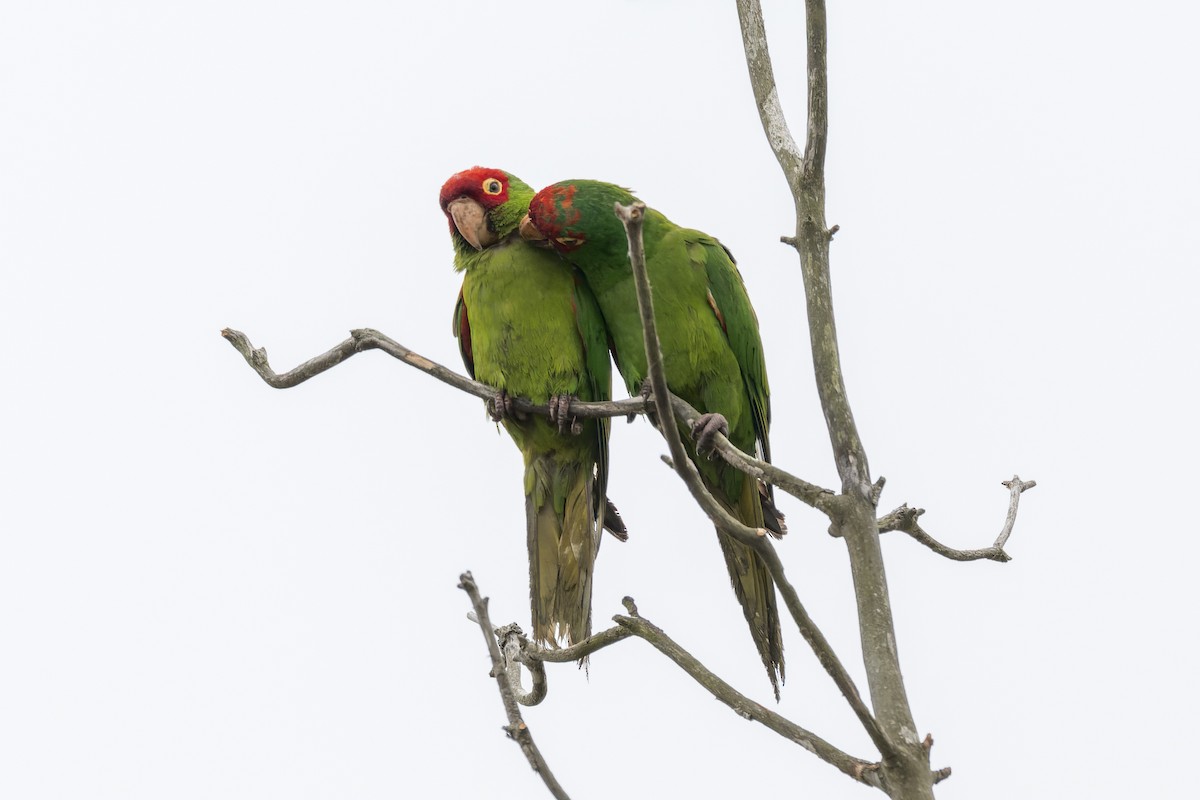 Guayaquil Papağanı - ML621457033