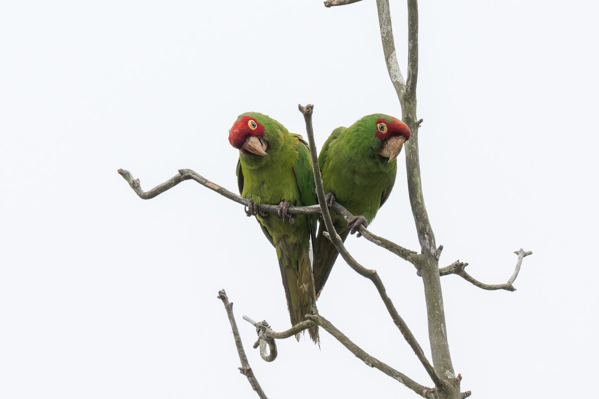 Guayaquil Papağanı - ML621457034