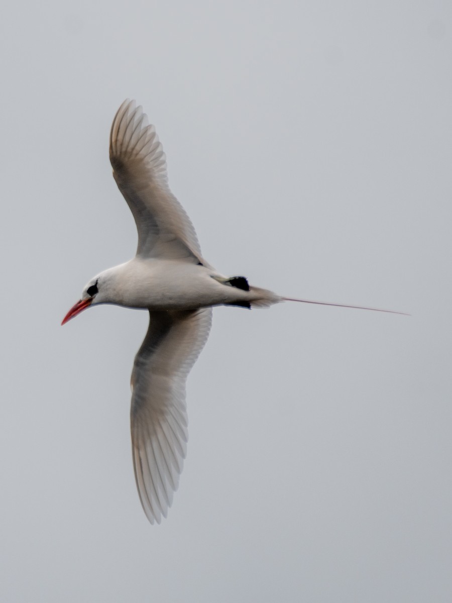 Red-tailed Tropicbird - ML621457056