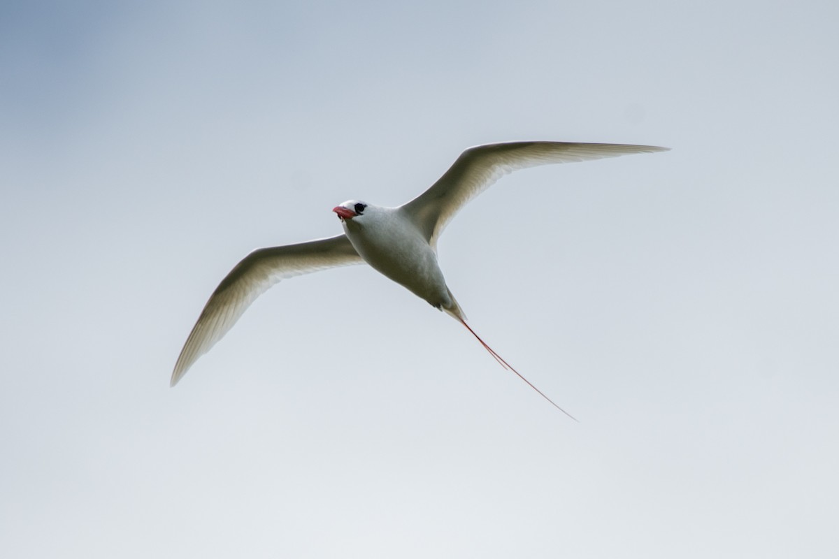 Red-tailed Tropicbird - ML621457057
