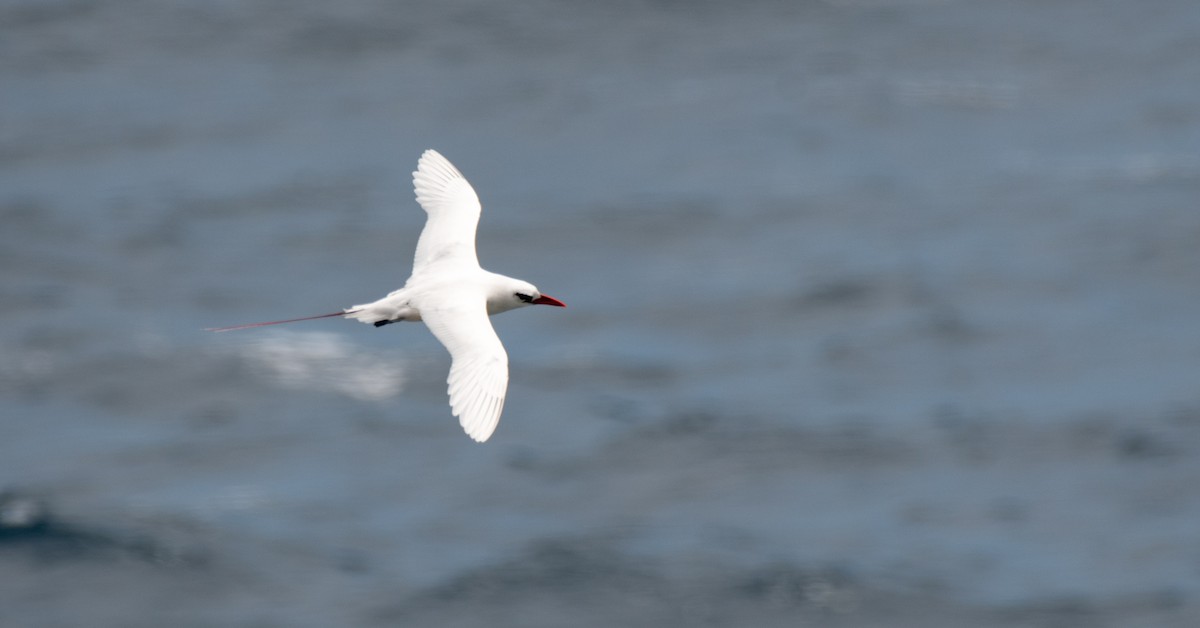Red-tailed Tropicbird - ML621457058