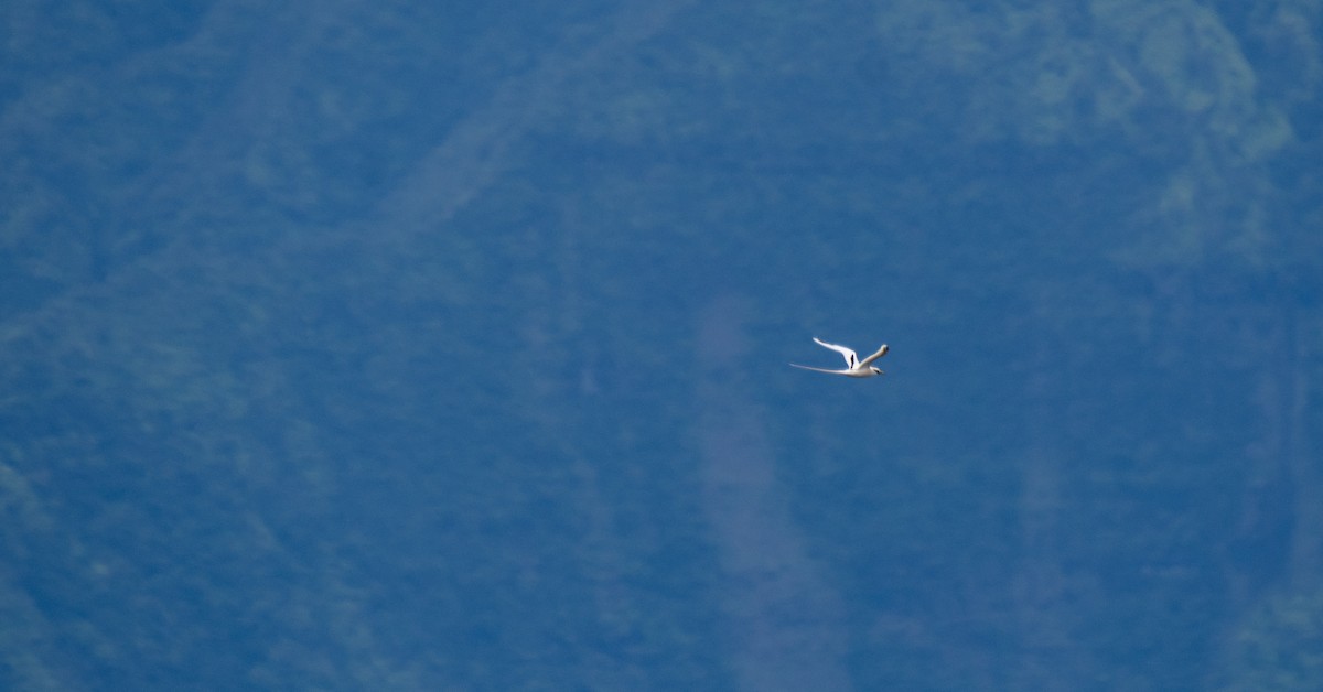 White-tailed Tropicbird - ML621457059