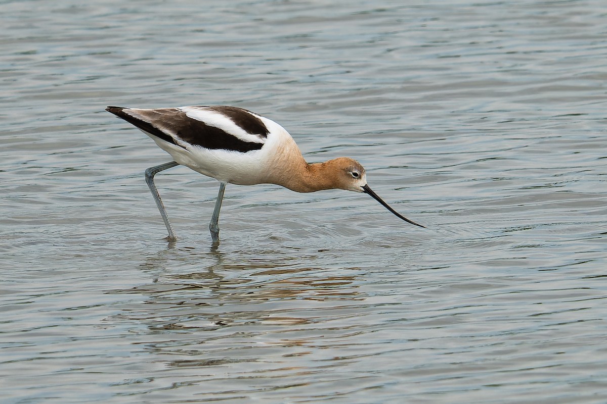 American Avocet - Don Danko