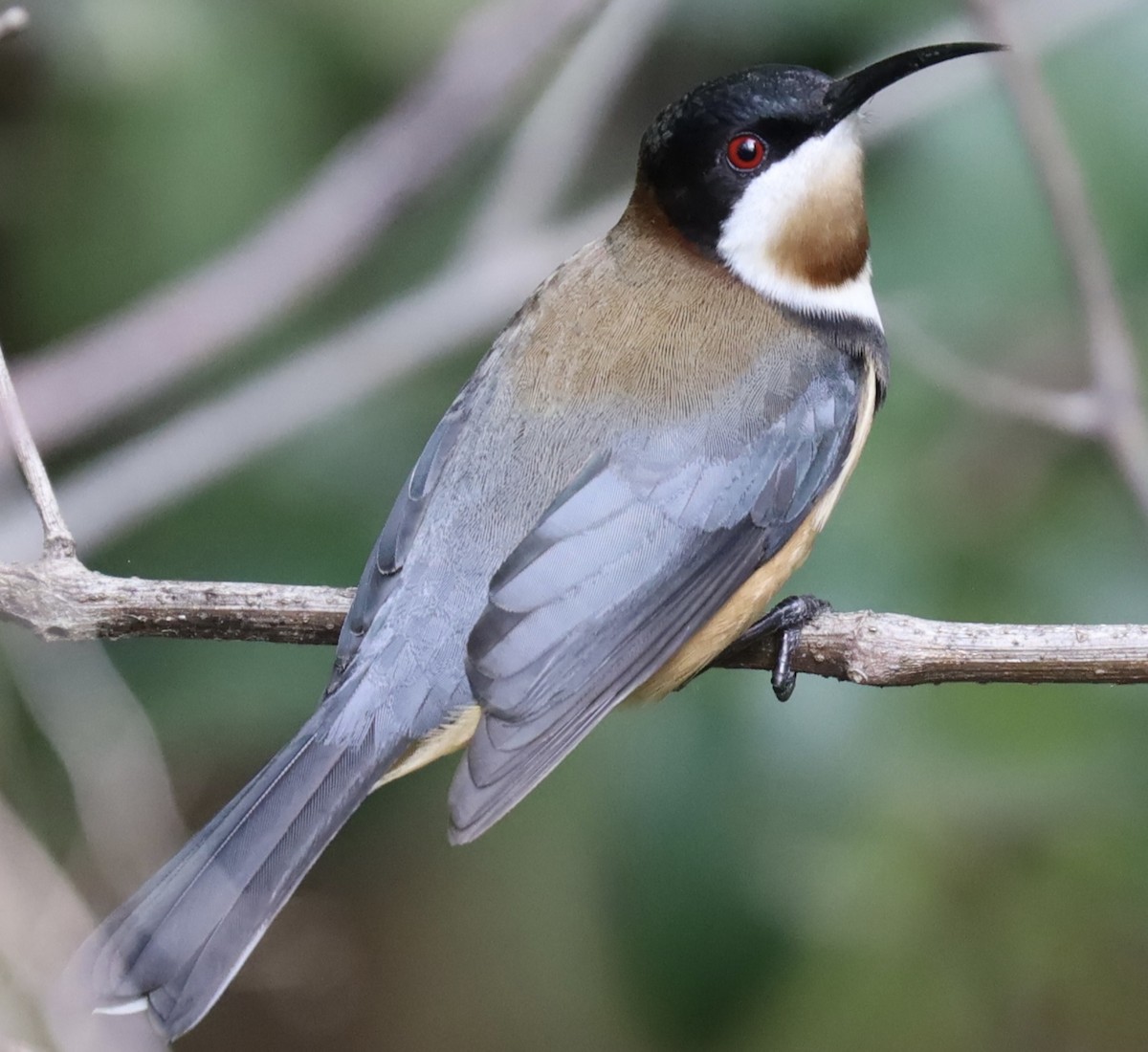 Eastern Spinebill - ML621457068