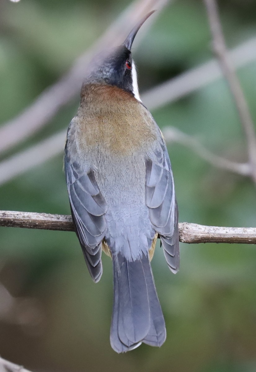 Eastern Spinebill - ML621457069