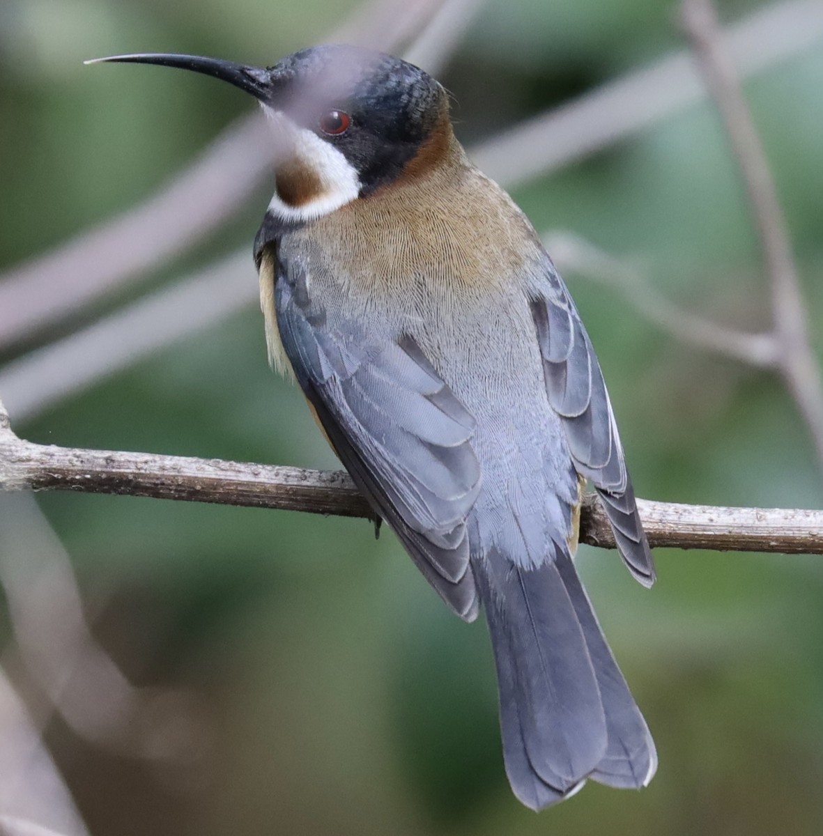 Eastern Spinebill - ML621457070