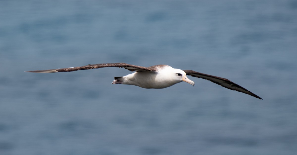 Laysan Albatross - ML621457075